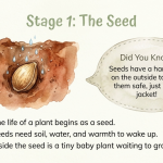 Plant Life Cycle Printable | Seed to Bloom Worksheet | Flower Growth Activity | Homeschool Science | Kids Learning PDF