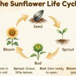 Sunflower Life Cycle Printable | DIGITAL PDF