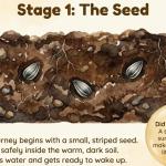 Sunflower Life Cycle Printable | DIGITAL PDF