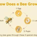 Bee Life Cycle Learning Chart | Honey Bee Stages Printable (Digital Download)