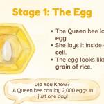 Bee Life Cycle Learning Chart | Honey Bee Stages Printable (Digital Download)