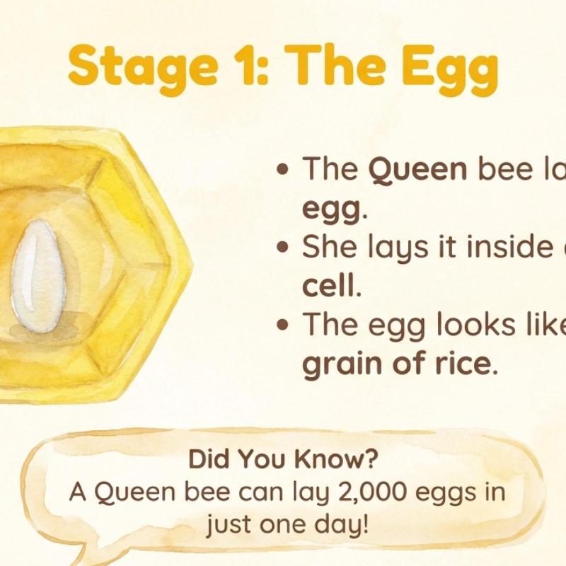 Bee Life Cycle Learning Chart | Honey Bee Stages Printable (Digital Download)