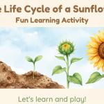 Sunflower Life Cycle Printable | DIGITAL PDF