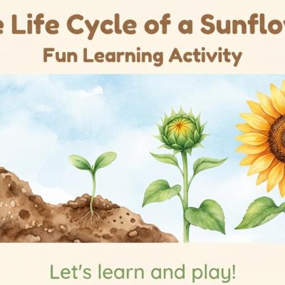 Sunflower Life Cycle Printable | DIGITAL PDF