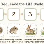 Rabbit Life Cycle Activity Pack for Kids – Printable Science Worksheets (15 Pages)